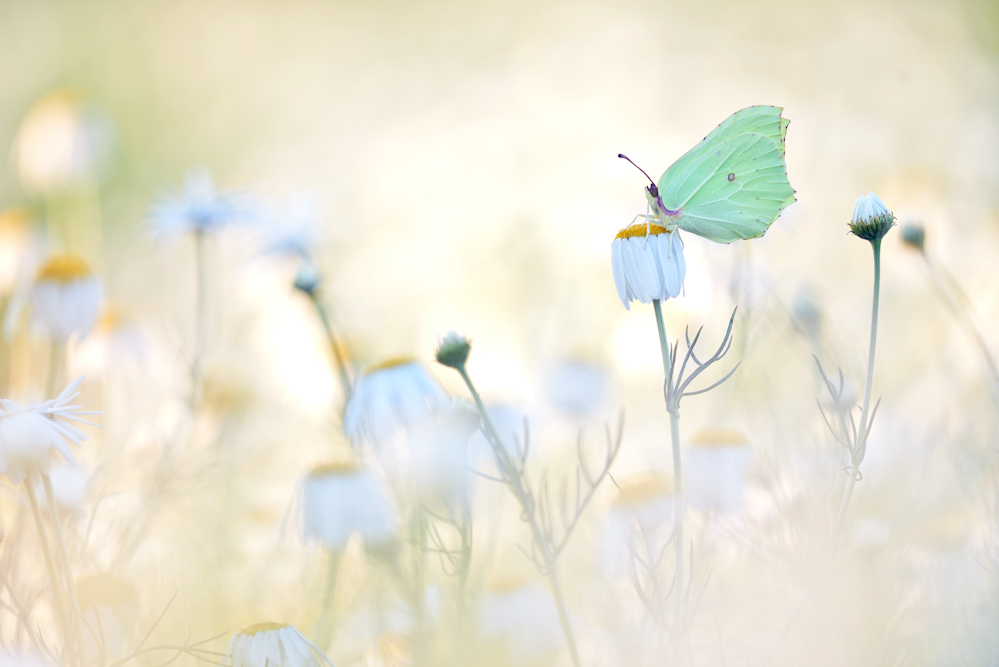 Gonepteryx rhamni