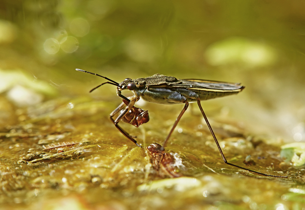 Am Teichrand V: Wasserläufer...