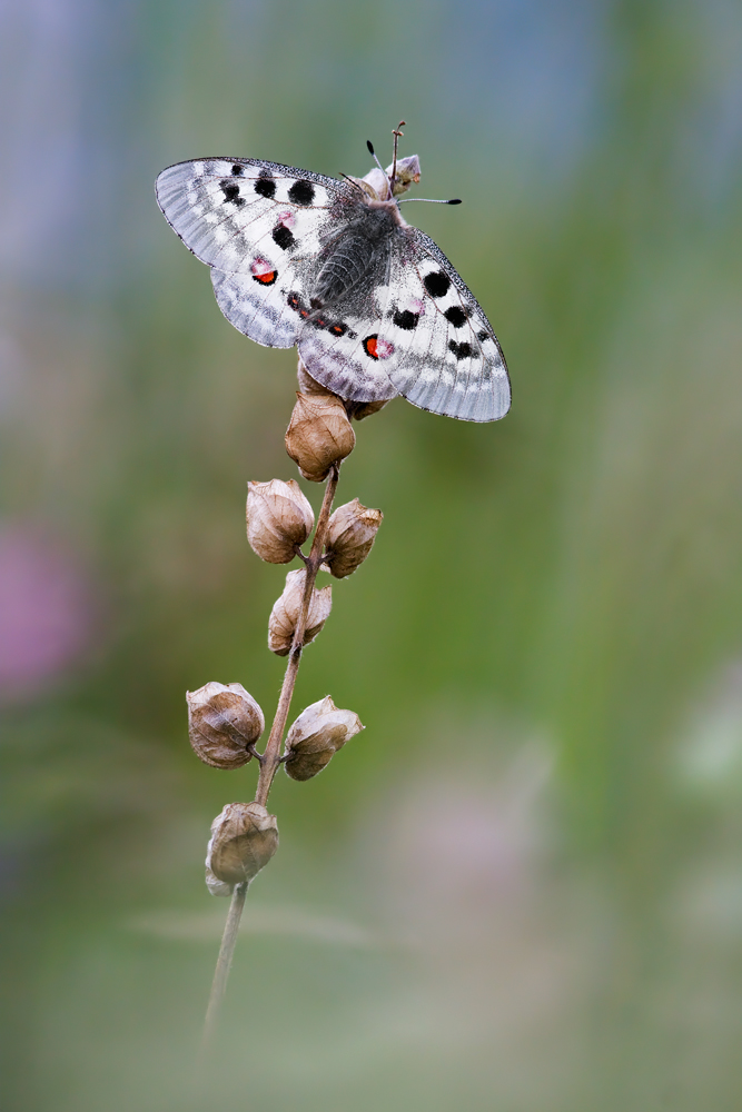 Parnassius apollo