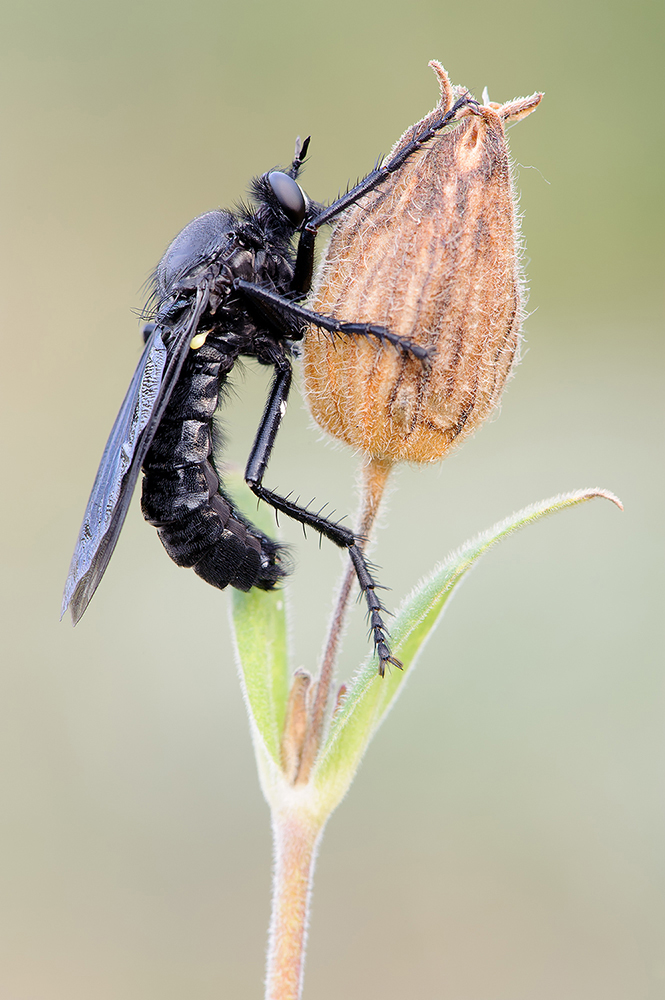 Große Wolfsfliege