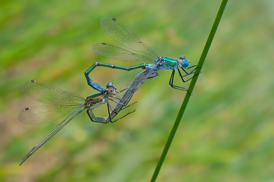 Scarce Emerald Damselfly