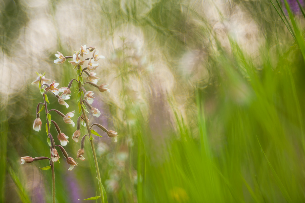 Sumfsitter - Epipactis palustris