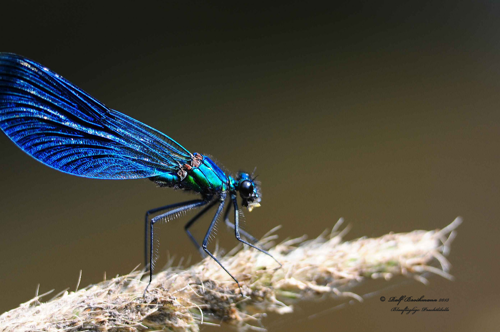 Schoene Libelle