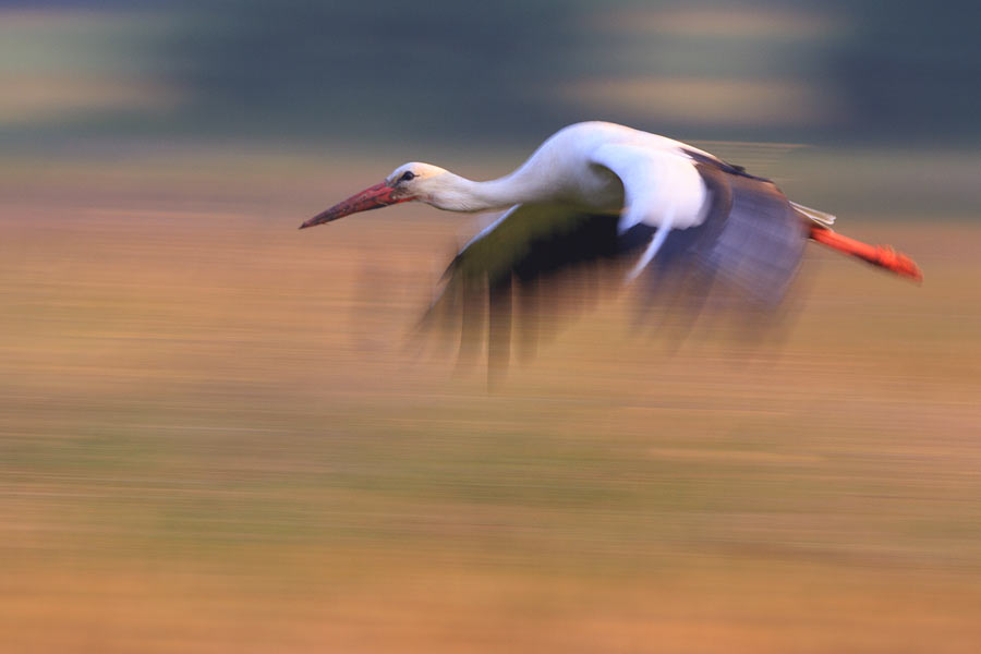 Weissstorch im letzten Abendlicht