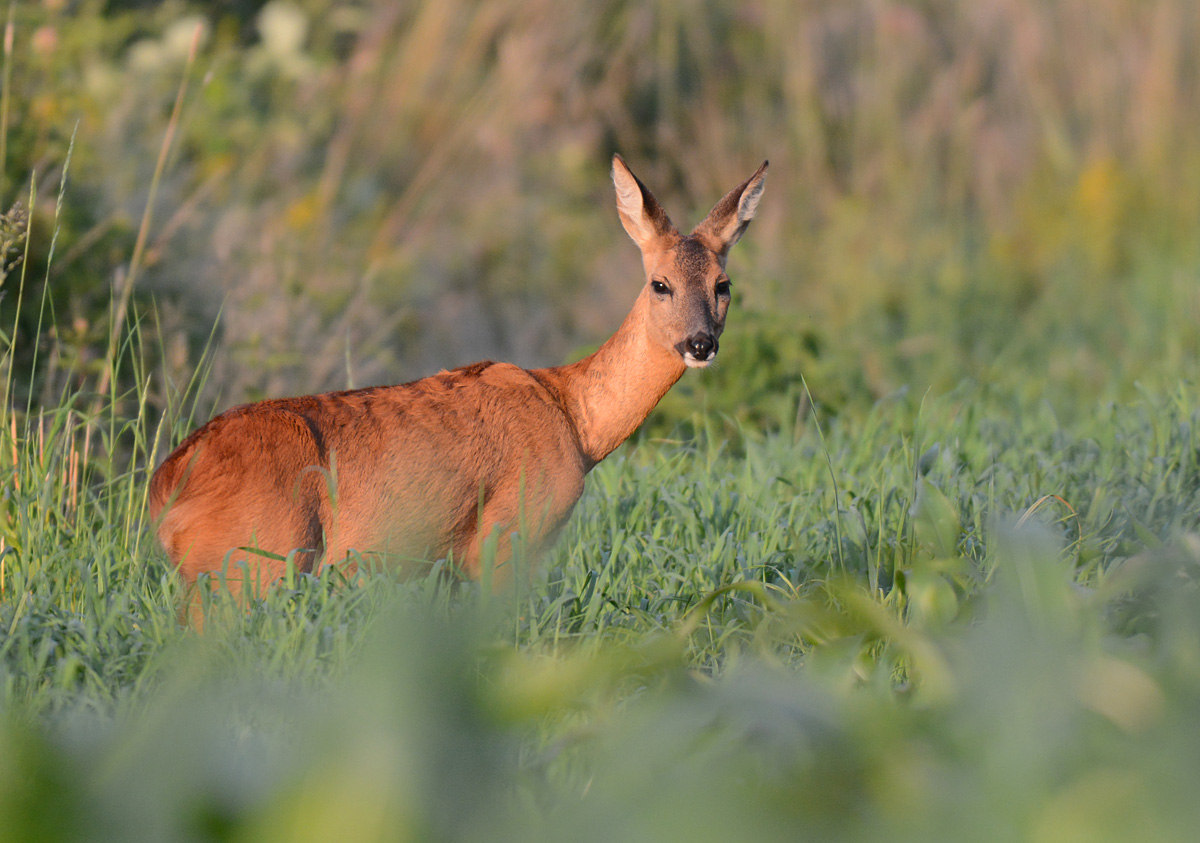 Ricke im Abendlicht