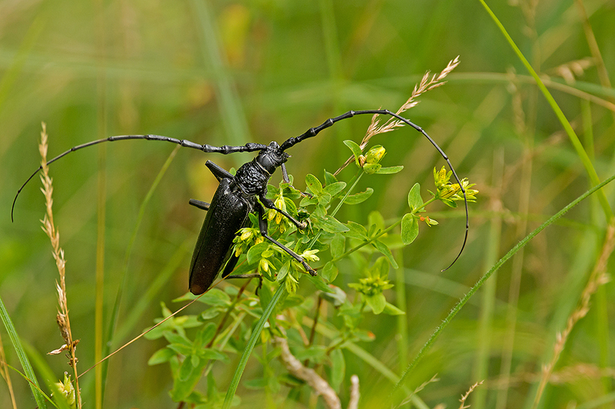 Großer Eichenbock