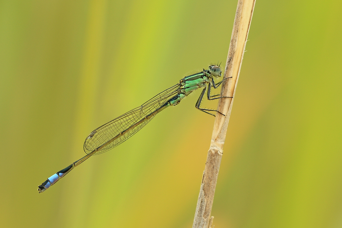 Große Pechlibelle (Ischnura elegans)