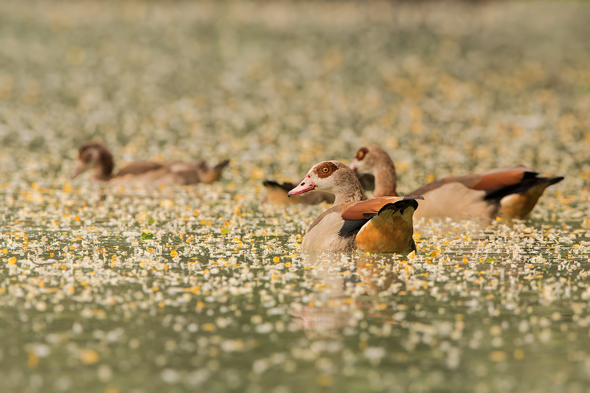 Nilgänse im Blütenmeer.........