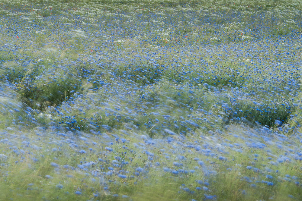 Der Wind, der Wind