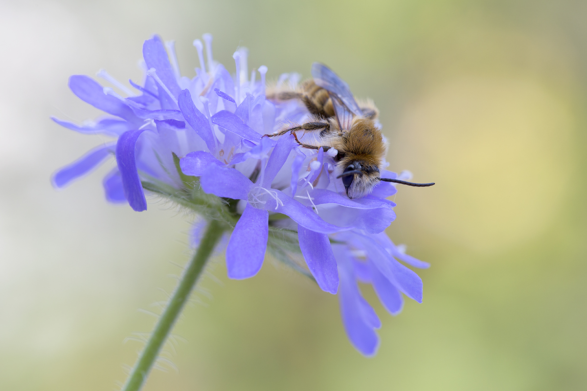 Bienchen