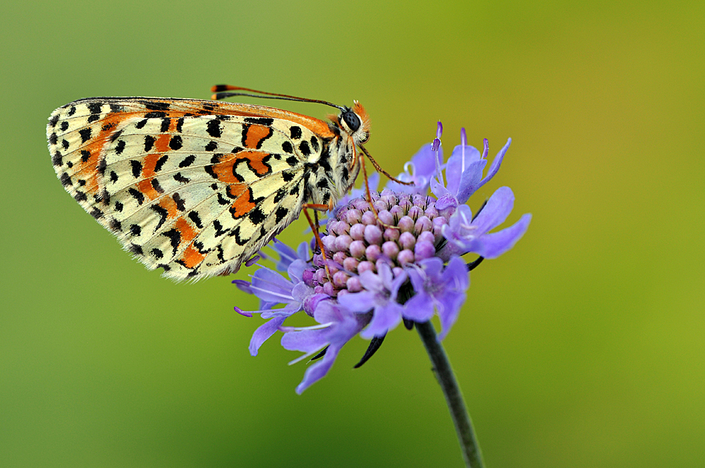 Roter Scheckenfalter (Melitaea didyma)