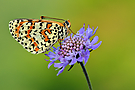 Roter Scheckenfalter (Melitaea didyma)