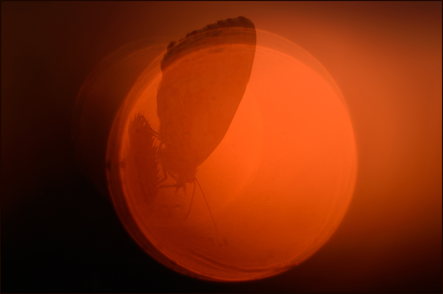 Gefangen im Sonnenball