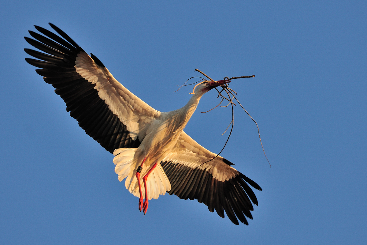 Weißstorch