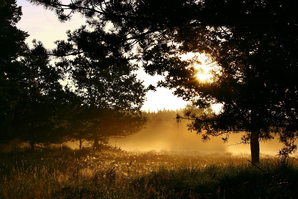 Morgendämmerung in der Heide