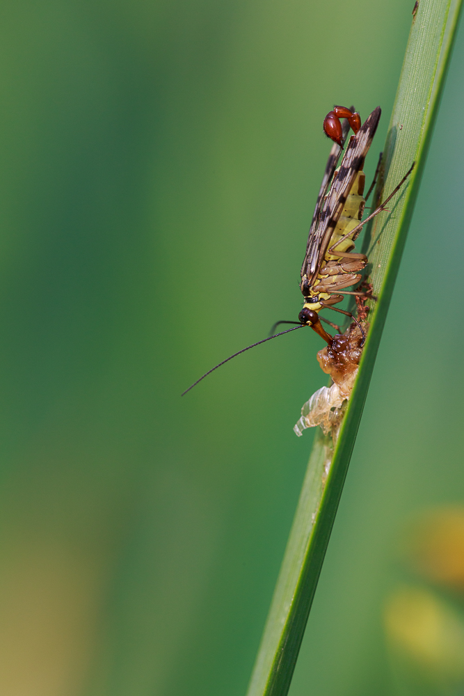 männliche Skorpionsfliege bei der Nahrungsaufnahme