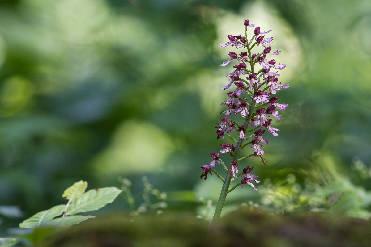 Purpur-Knabenkraut (Orchis purpurea)  - Orchidee des Jahres 2013