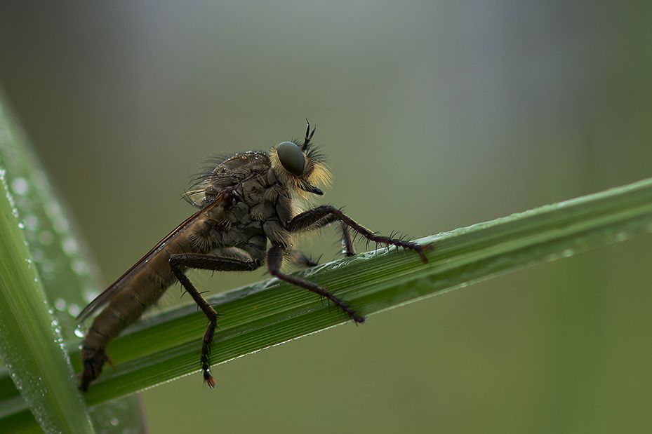 Raubfliege