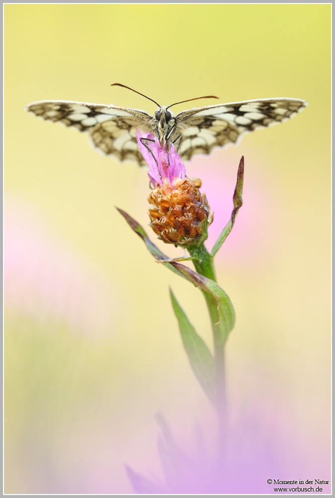 Schachbrettfalter (Melanargia galathea)