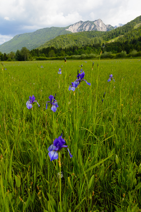 Bergwiese in den Julischen Alpen