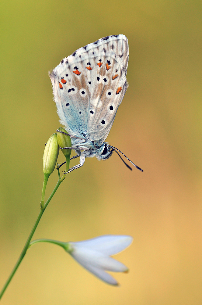 Silbergrüner Bläuling (Polyommatus coridon)