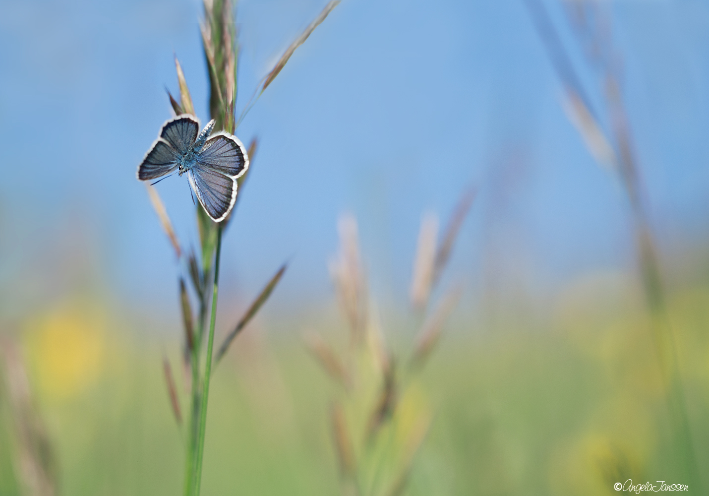 Himmelblau