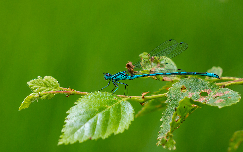 Blaue Azurjungfer am Morgen