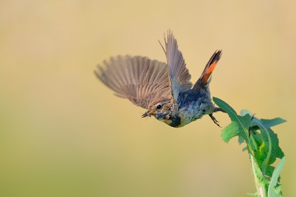 Blauachselchen