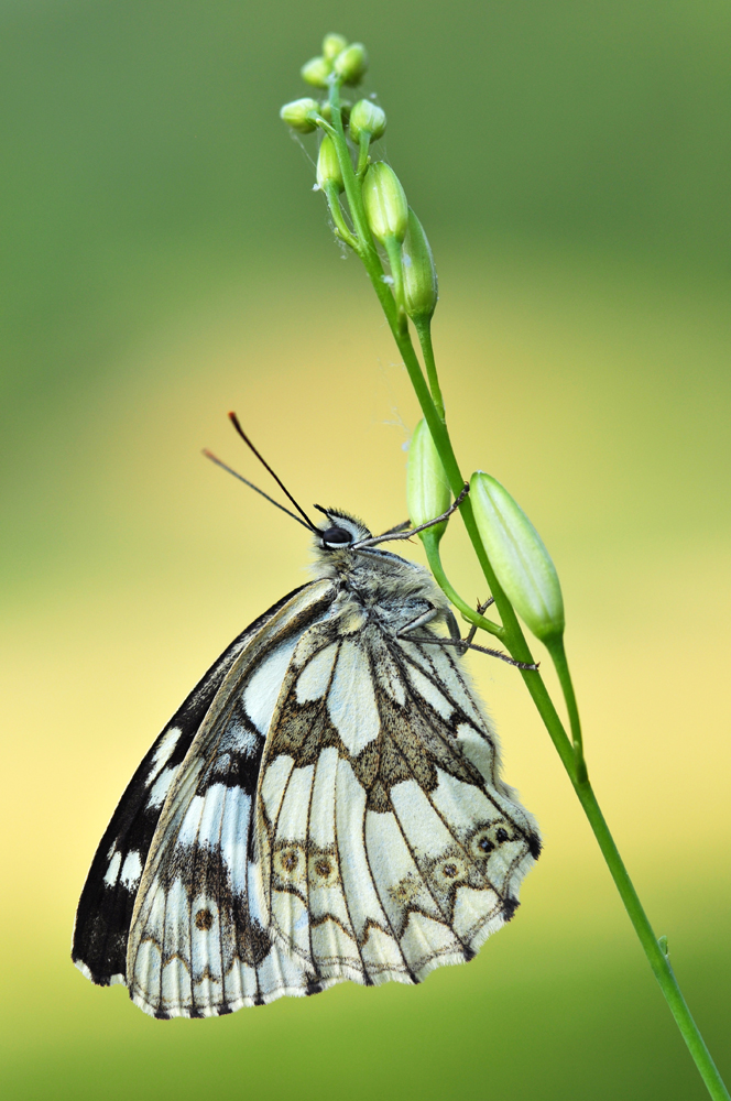 Schachbrett (Melanargia galathea)