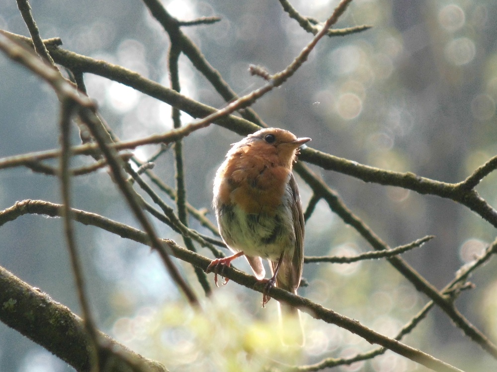Rotkehlchen im alten Kirschbaum