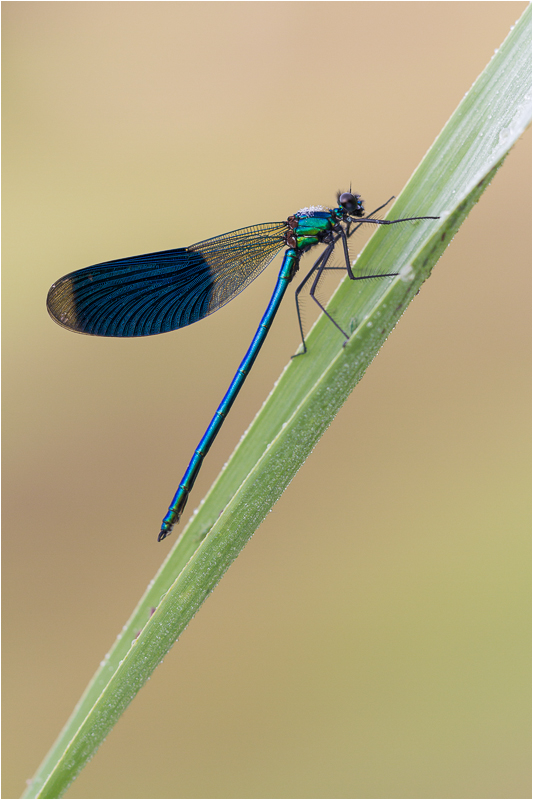 Gebänderte Prachtlibelle (Calopteryx splendens)