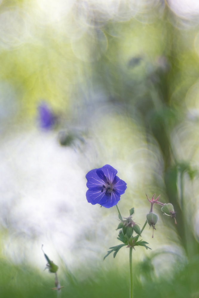 Wald-Storchschnabel (Geranium sylvaticum)
