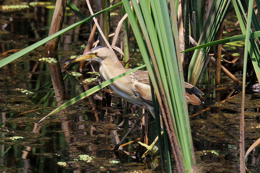 Zwergrohrdommel (Ixobrychus minutus)