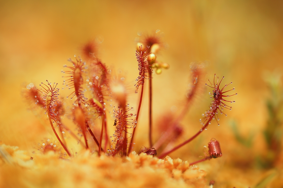 Mittlerer Sonnentau (Drosera intermedia)