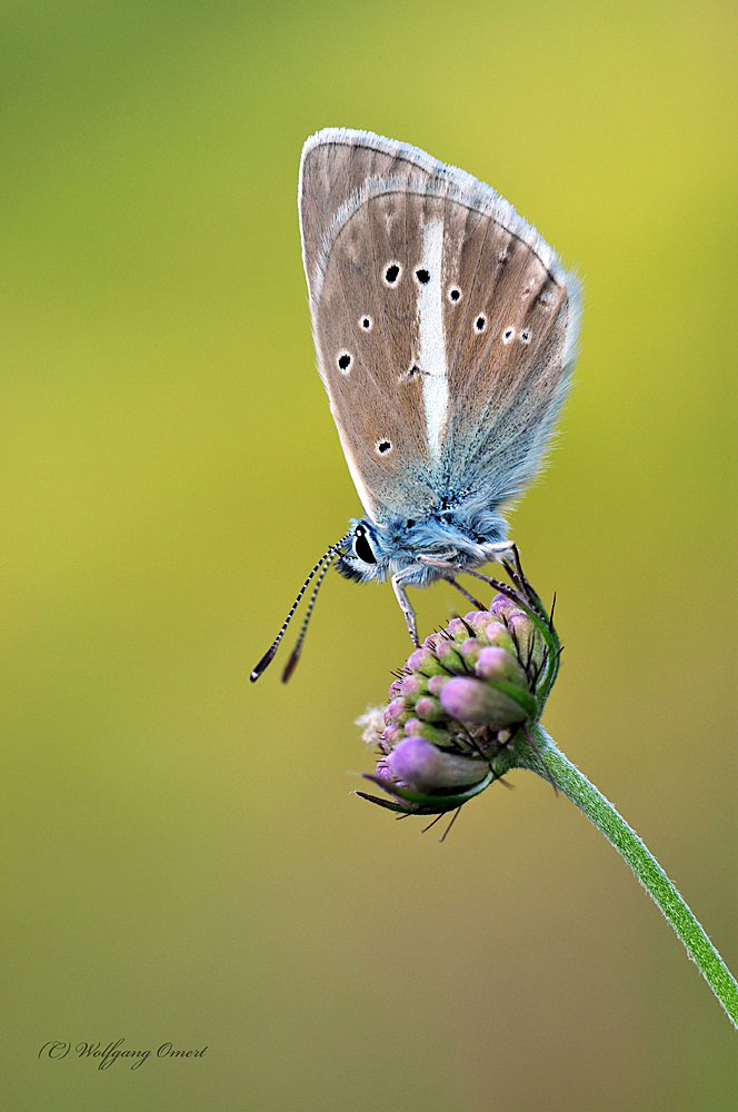 Streifenbläuling (Polyommatus damon)