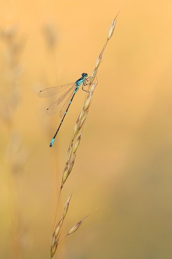 Fledermaus-Azurjungfer im Abendlicht