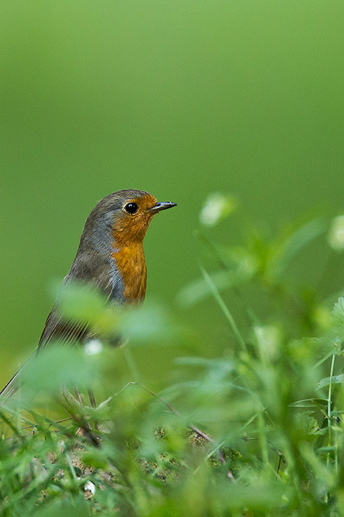 Rotkehlchen im Gras