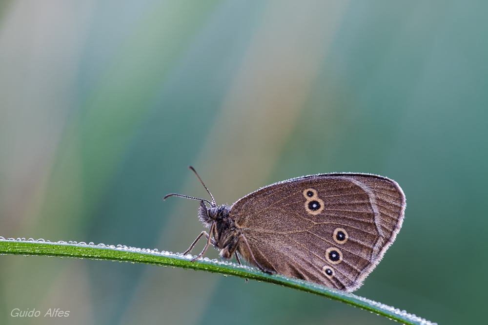 Brauner Waldvogel