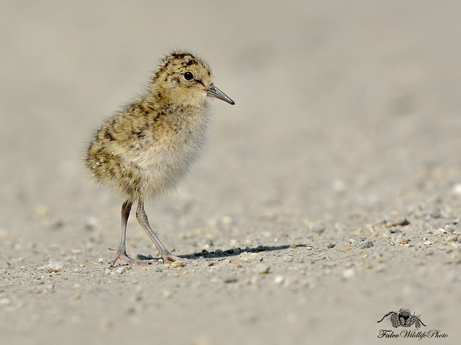 Temmickii Jr. der Dritte