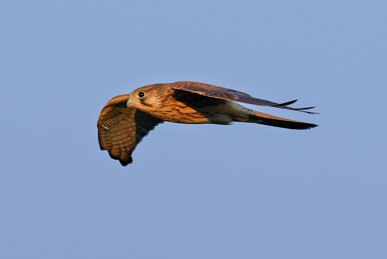 Auge in Auge mit dem Turmfalken