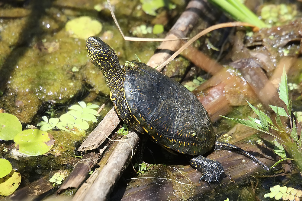 Europäische Sumpfschildkröte (Emys orbicularis)