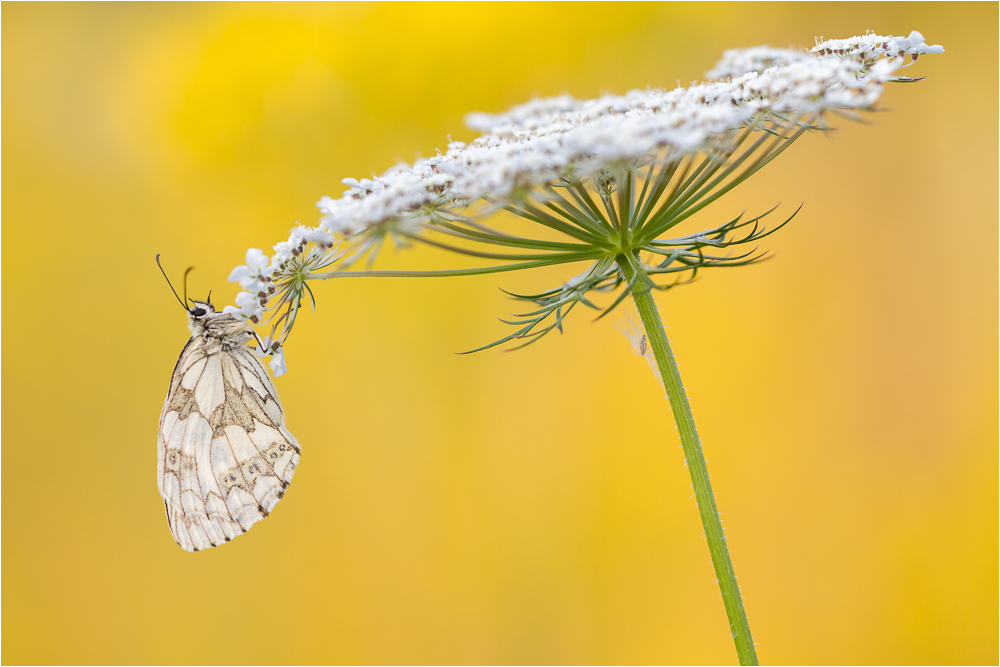 Schachbrett (Melanargia galathea)