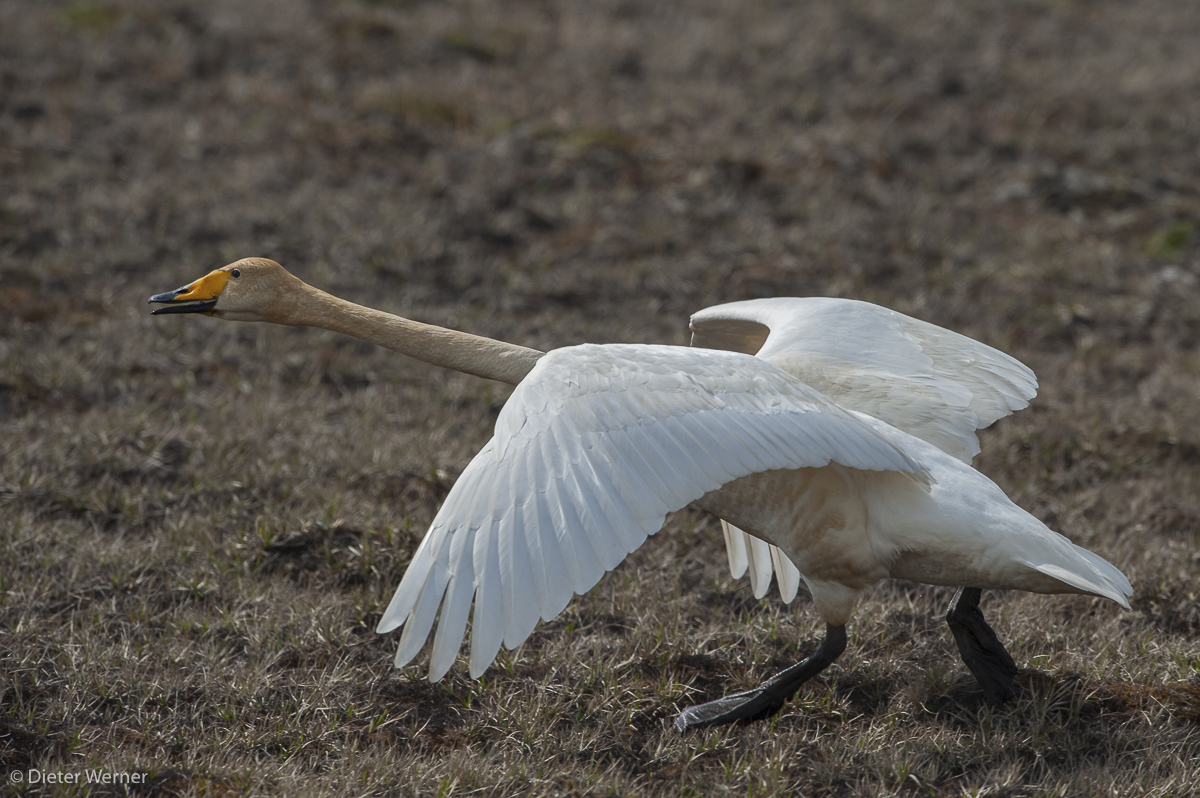 Startender Singschwan