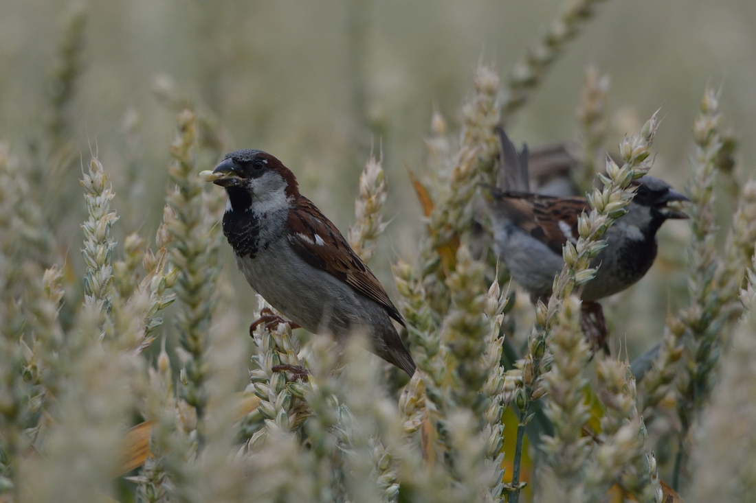 Haussperling im Weizen