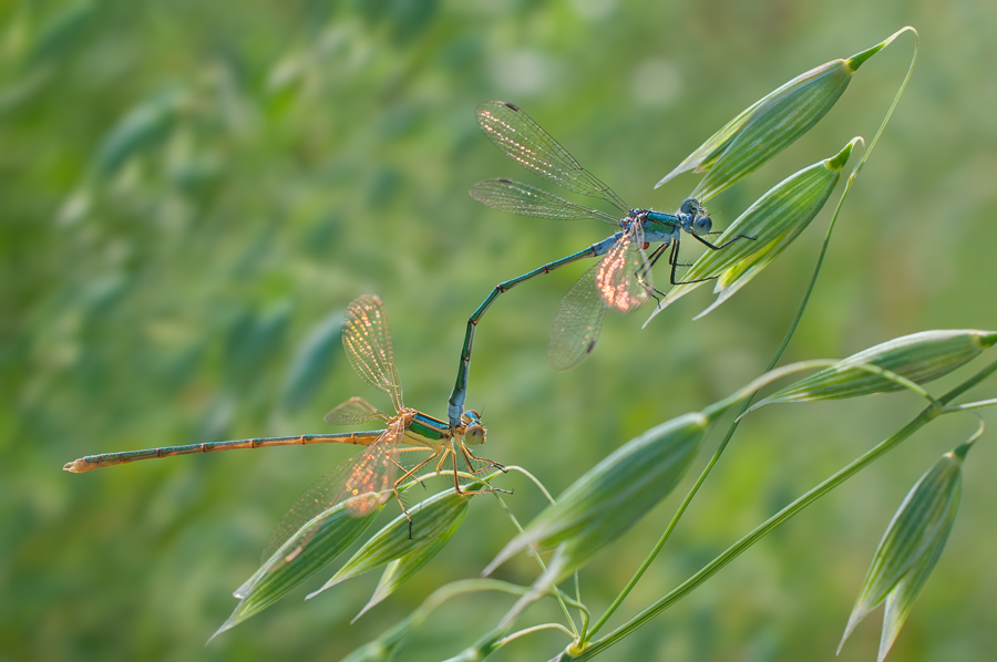 A pair of two males lestes: Emerald Damselfly as dominant and Southern Emerald Damselflies as female.