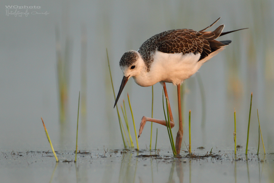 Stelzenläufer - Jungvogel