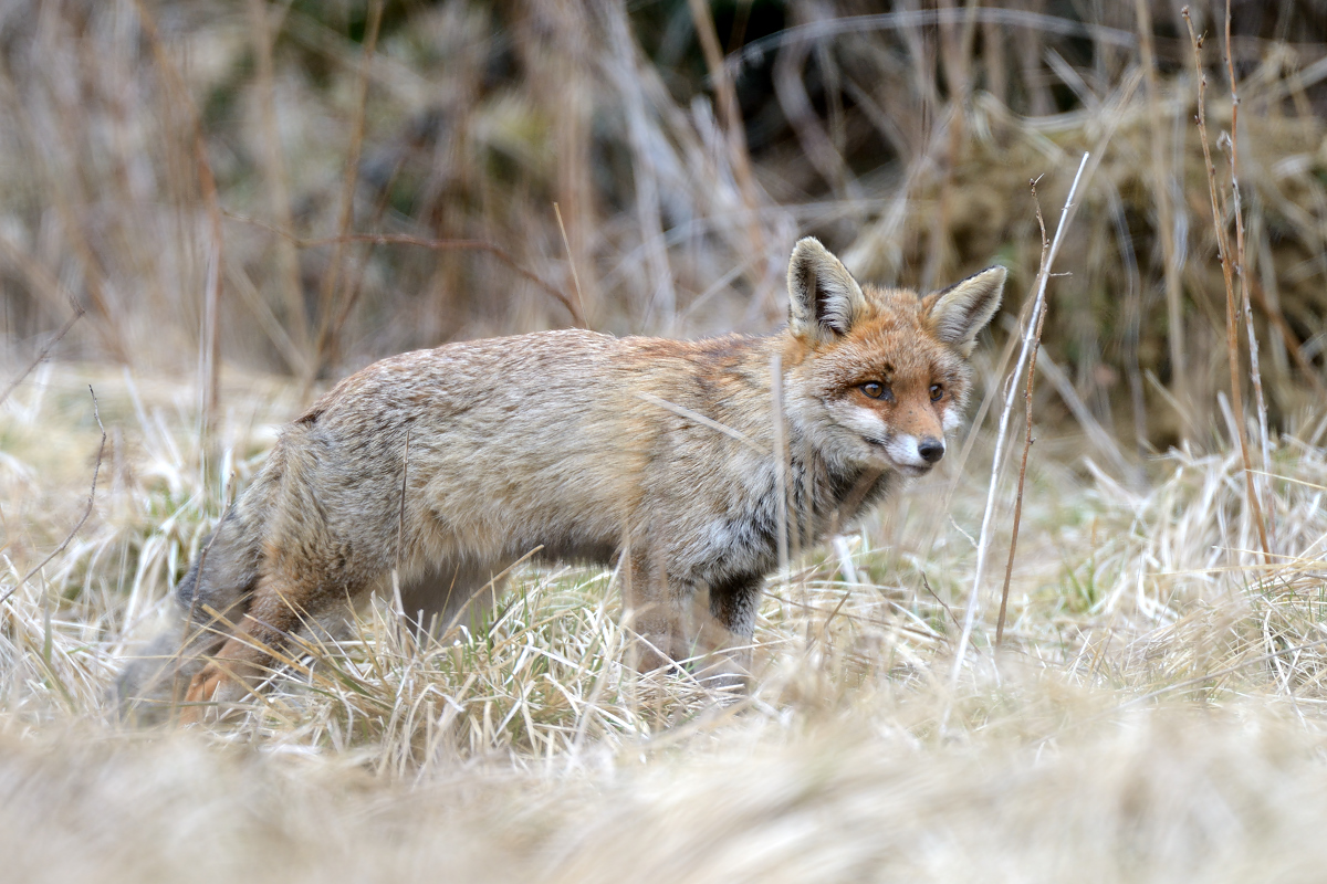 Kohlfuchs