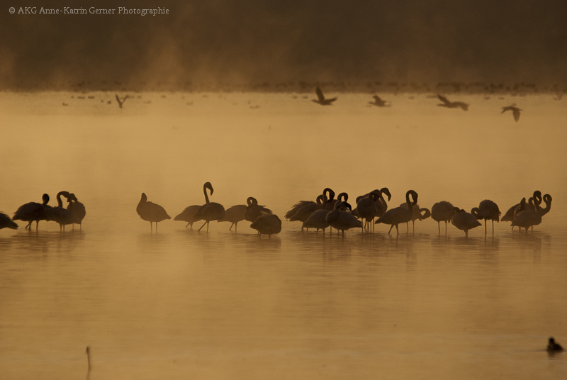 Flamingo Nebel