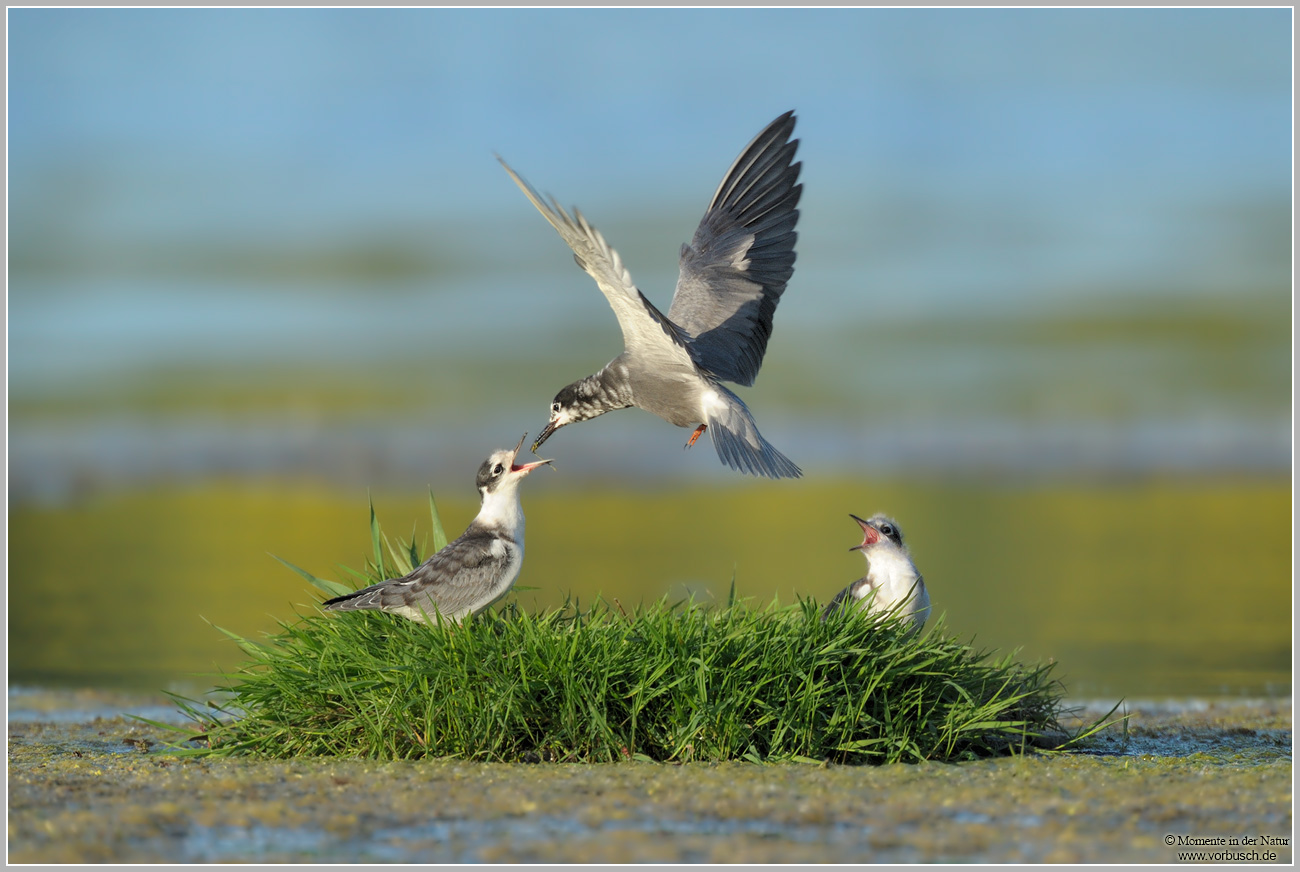 Trauerseeschwalbe (Chlidonias niger)