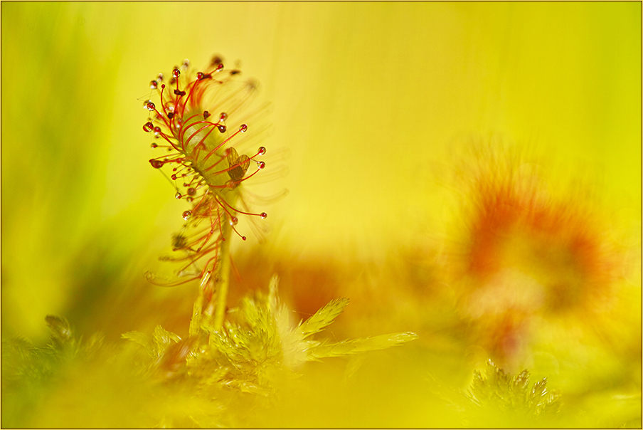 Drosera rotundifolia